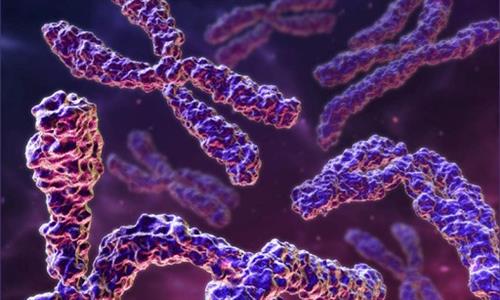 chromosomes 